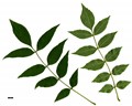 SpeciesSub: subsp. oxycarpa SpeciesSub: subsp. oxycarpa